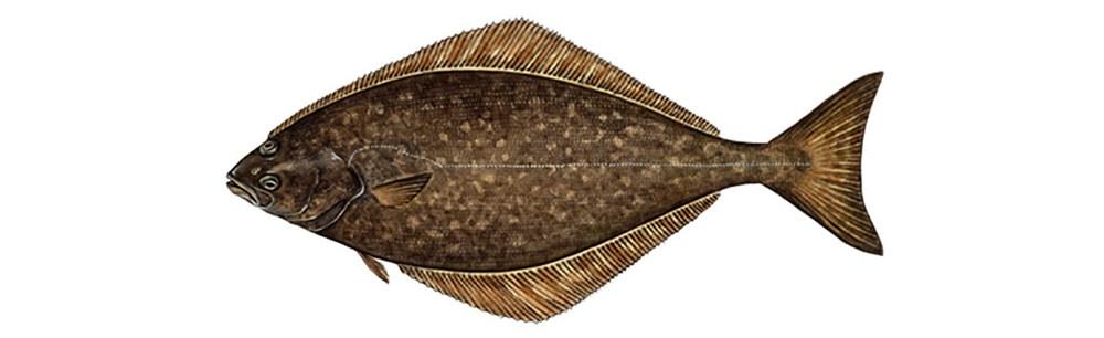 Halibut