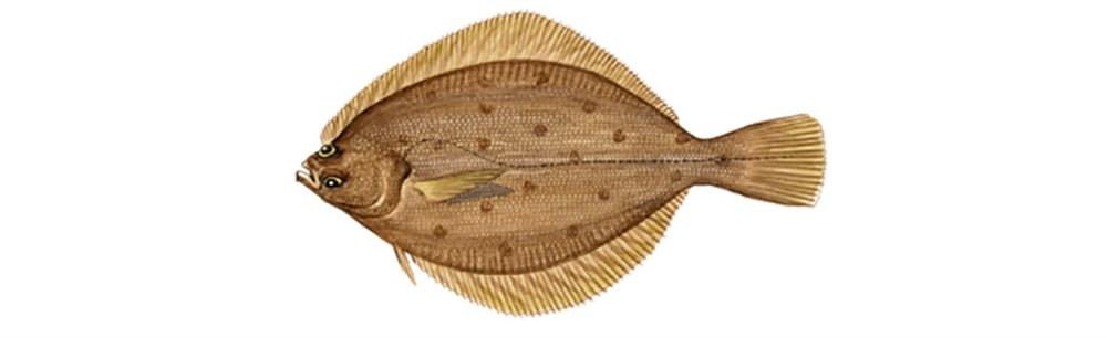 Limanda żółtopłetwa