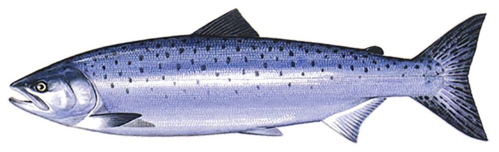 Łosoś atlantycki