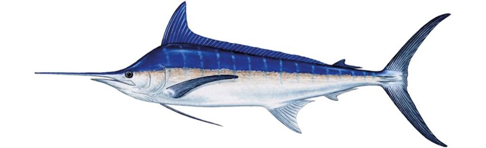 Marlin