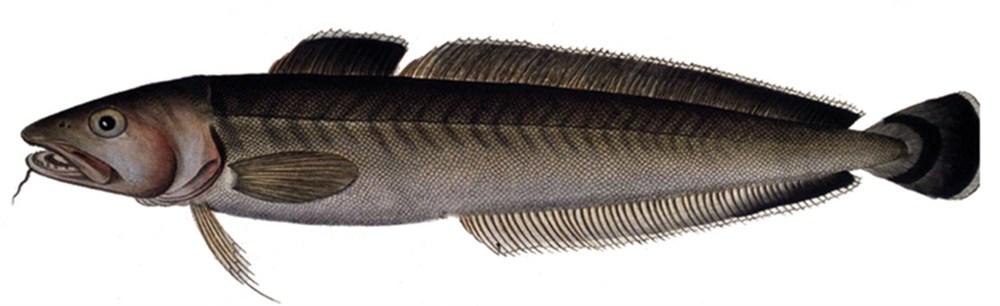 Molwa