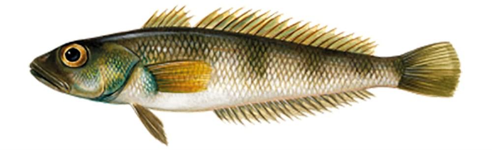 Nototenia