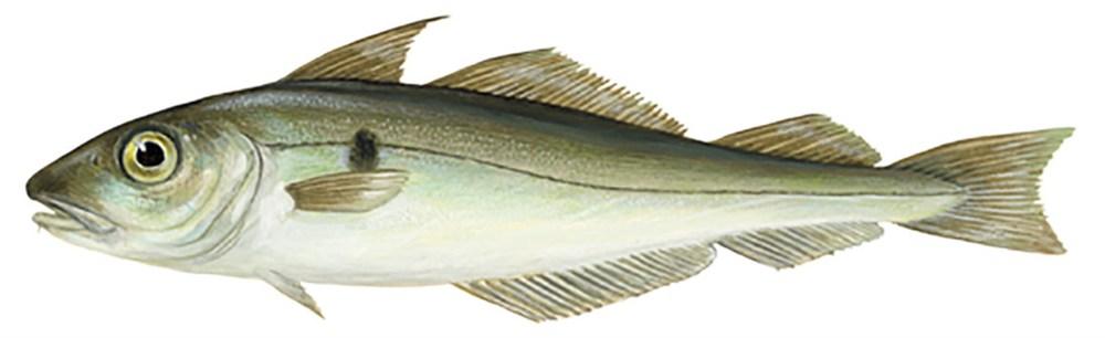 Plamiak